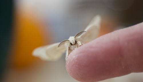 На Алтае и в Казахстане энтомологи открыли новый вид ночных бабочек
