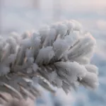 Мороз до -30 градусов опустится на Алтайский край ближайшей ночью
