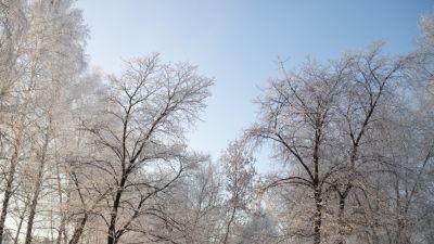 Деревья Алтайского Края Фото И Названия