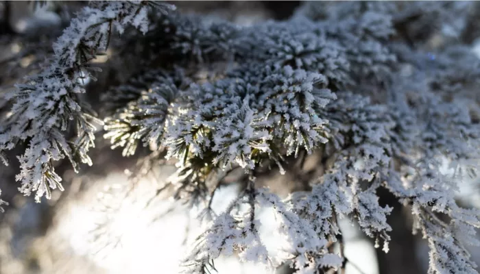 20-градусные морозы установились в Алтайском крае. Когда потеплеет