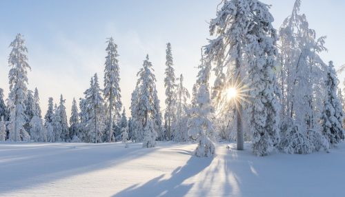 Белый плен: когда закончатся 40-градусные морозы в Алтайском крае