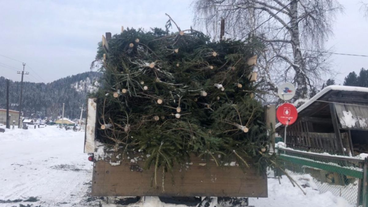 Житель Республики Алтай незаконно срубил более 300 пихт для новогодней продажи 