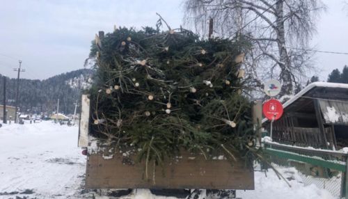 Житель Республики Алтай незаконно срубил более 300 пихт для новогодней продажи
