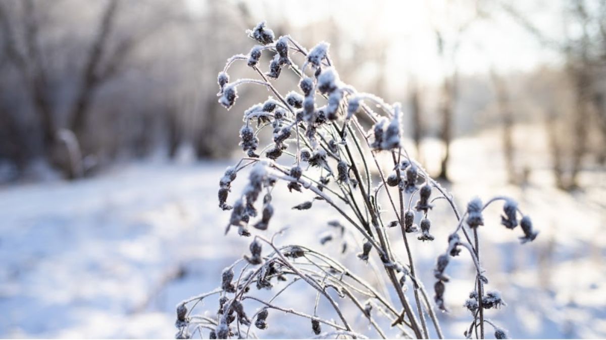 Мороз до -33 градусов сохранится в Алтайском крае 28 декабря