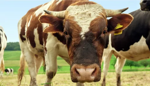 Жителей алтайского села терроризирует бродячий бык весом около тонны