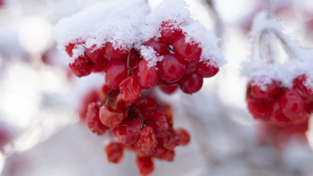До -19 градусов потеплеет 29 декабря в Алтайском крае