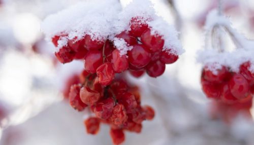 До -19 градусов потеплеет 29 декабря в Алтайском крае