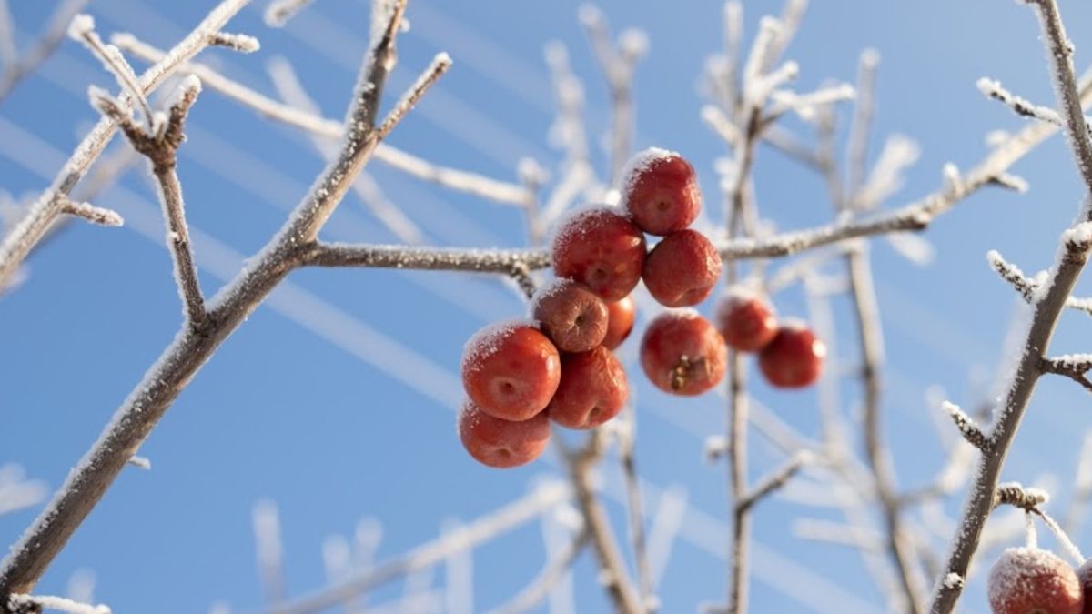 Морозы ослабнут в Алтайском крае в ближайшие дни