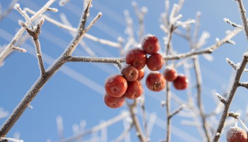 Морозы ослабнут в Алтайском крае в ближайшие дни