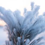 Аномальные холода продержатся на Алтае почти все новогодние праздники