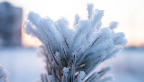 Аномальные холода продержатся на Алтае почти все новогодние праздники