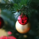 Россиян предупредили о росте цен на новогодние елки