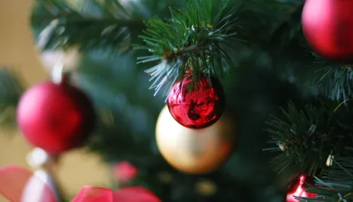 Россиян предупредили о росте цен на новогодние елки