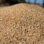 Мукомолам выделили денег из бюджета из-за высоких цен на зерно