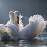 Морозы угрожают лебедям на незамерзающем озере в Алтайском крае