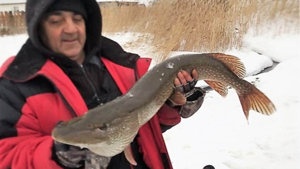 В Алтайском крае рыбак под Новый год выловил щуку весом 6,5 кг
