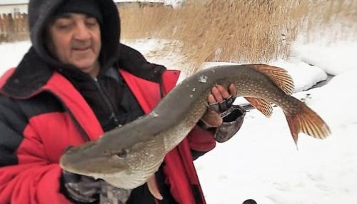 В Алтайском крае рыбак под Новый год выловил щуку весом 6,5 кг