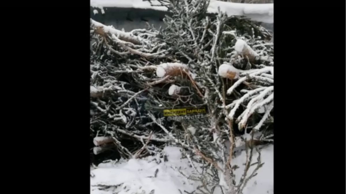 "Не смогли продать": в Барнауле обнаружили "кладбище" новогодних елок