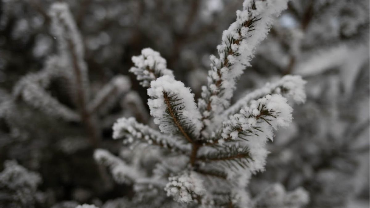 Мороз до -30 пообещали синоптики 2 января в Алтайском крае