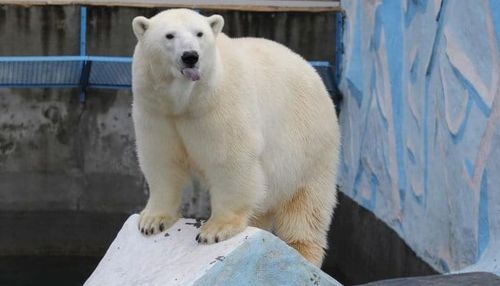 В новосибирском зоопарке специально для белых медведей нарядили елку