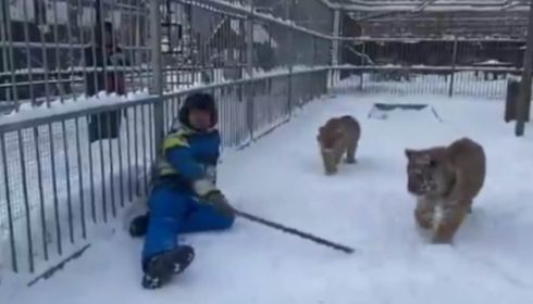 Барнаульский зоопарк зовет на прогулку с детенышами хищников