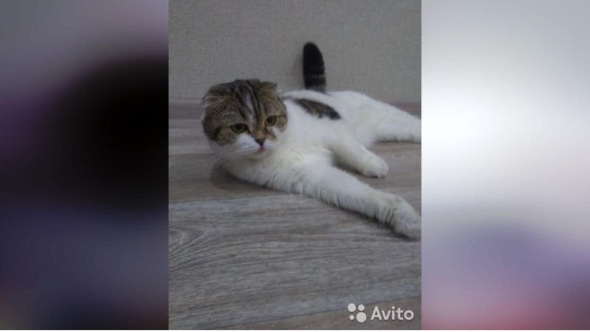 "Противную" кошку из Барнаула продавали за 2,5 млн рублей, а теперь отдают