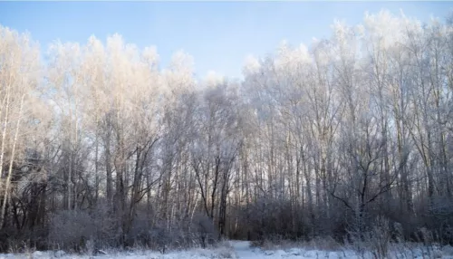 От -27 до -10 градусов ожидается 11 января в Алтайском крае