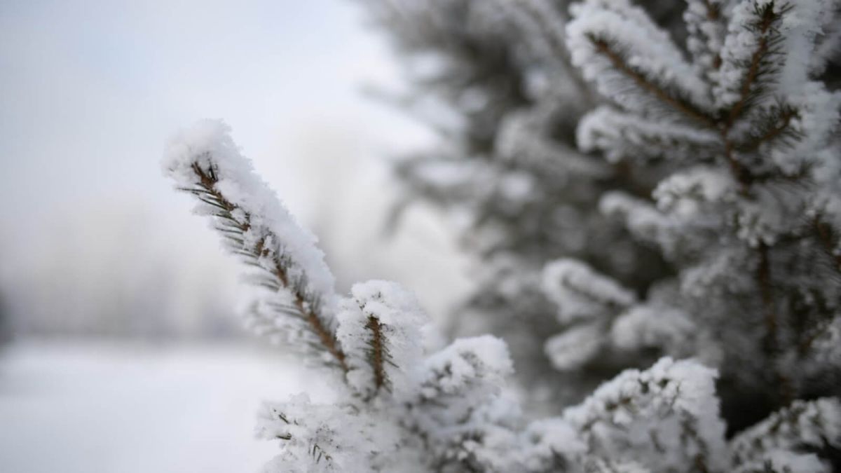 Резкое потепление и метели накроют Алтайский край 11 января