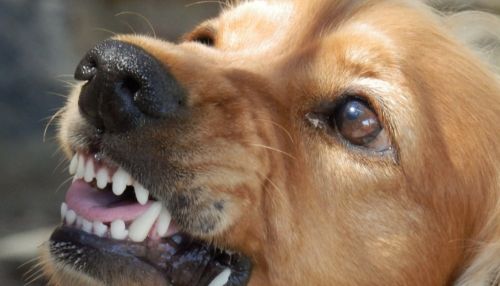 В Кузбассе домашняя собака загрызла насмерть годовалую девочку