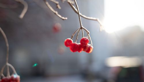 Небольшое похолодание ожидается в Алтайском крае 12 января