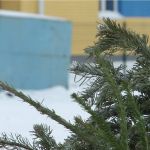 Барнаульцам предлагают с пользой избавиться от новогодних елок