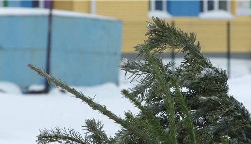 Барнаульцам предлагают с пользой избавиться от новогодних елок