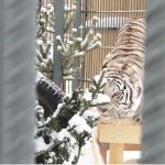 Полосатый рейс: зоопарк Барнаула принял тигров закрывшегося из-за пандемии цирка