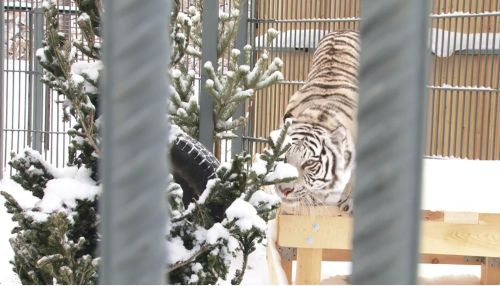 Полосатый рейс: зоопарк Барнаула принял тигров закрывшегося из-за пандемии цирка