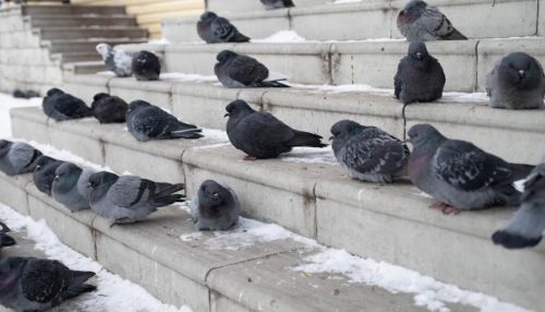 Ветер и похолодание придут в Алтайский край 13 января