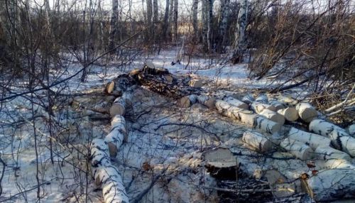 Вырубки на месте возможного заказника в Алтайском крае на время прекратили