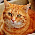 Ученые из Санкт-Петербурга обследовали кота, заболевшего COVID
