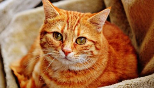 Ученые из Санкт-Петербурга обследовали кота, заболевшего COVID