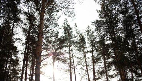 Суд вынес первое решение по спорным участкам в ленточном бору Барнаула