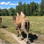 Ферму с верблюдами на острове продают в Алтайском крае за 25 млн рублей