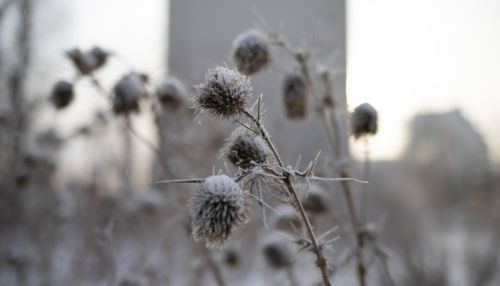 Весна в январе: в Алтайском крае резко потеплеет 17 января