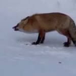 Любопытная лиса покорила отдыхающих на курорте в Шерегеше