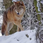 За новогодние каникулы в Кош-Агачском районе Республики Алтай добыли 17 волков