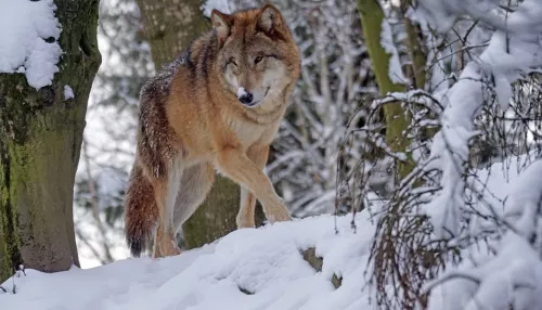 Очевидцы сняли на видео пару волков, вышедших к селу в Алтайском крае
