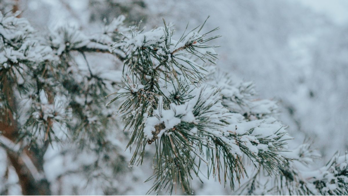 Снег, усиление ветра и потепление ожидаются 21 января в Алтайском крае