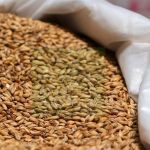 Алтайский край не может отправить зерно в Китай из-за новой упаковки