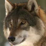 В Курганской области волк зашел в поселок и покусал четверых человек
