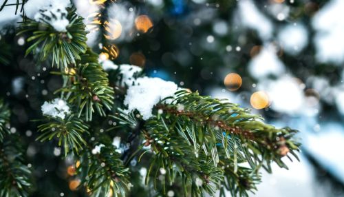 Запоздавшим барнаульцам предлагают сдать новогодние елки на выходных