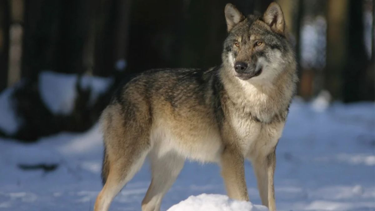Автор видео о волке в Белокурихе признался в фейке
