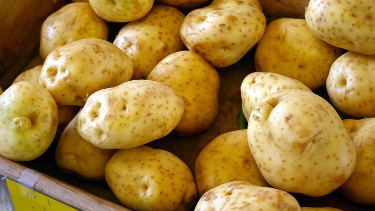 Россиян предложили кормить картошкой "экономкласса"